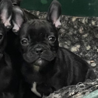 French Bulldog - Dogs