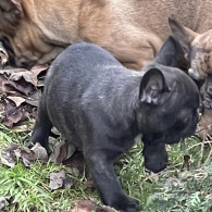 French Bulldog - Dogs