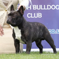 French Bulldog - Dogs