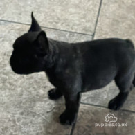 French Bulldog - Dogs