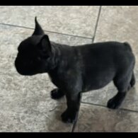 French Bulldog - Dogs