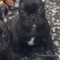 French Bulldog - Dogs