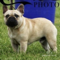 French Bulldog - Dogs