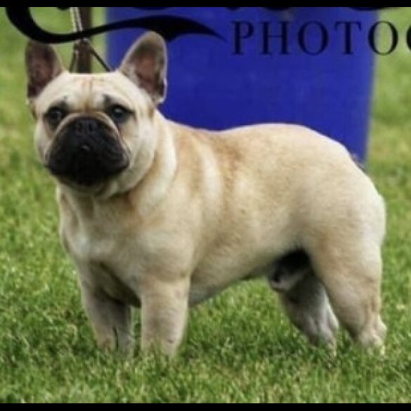 French Bulldog - Dogs