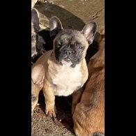 French Bulldog - Dogs