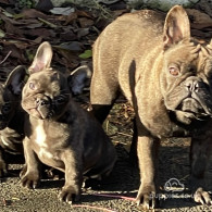 French Bulldog - Dogs