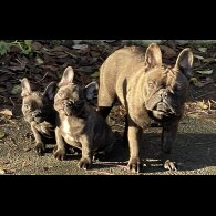 French Bulldog - Dogs