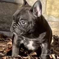 French Bulldog - Dogs