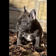 French Bulldog - Dogs