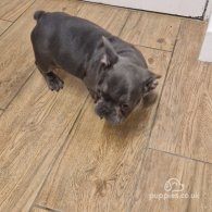 French Bulldog - Dogs