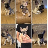 French Bulldog - Both