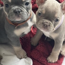 French Bulldog - Both