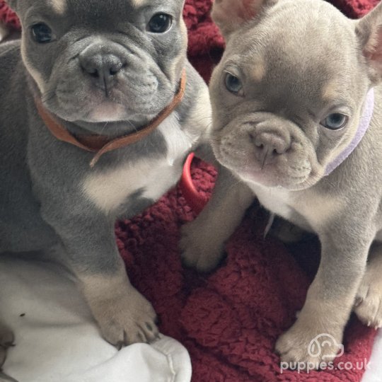 French Bulldog - Both