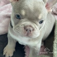 French Bulldog - Both