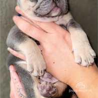 French Bulldog - Both