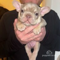 French Bulldog - Both