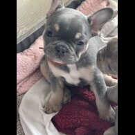 French Bulldog - Both