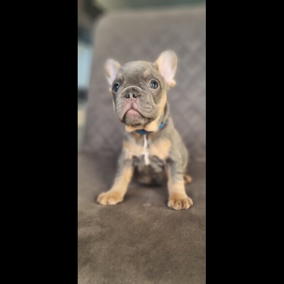 French Bulldog - Both