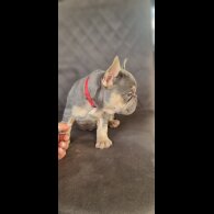 French Bulldog - Both