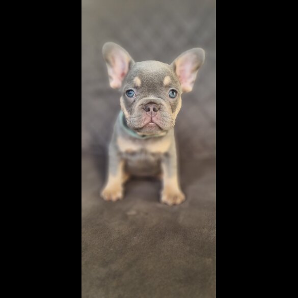 French Bulldog - Both