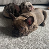 French Bulldog - Both