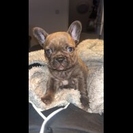 French Bulldog - Both