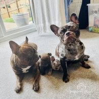 French Bulldog - Both