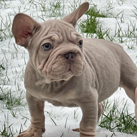 French Bulldog - Both