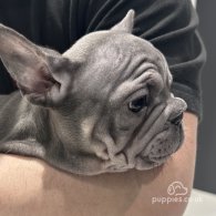 French Bulldog - Both