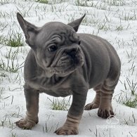 French Bulldog - Both