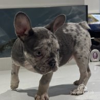 French Bulldog - Both