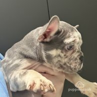 French Bulldog - Both