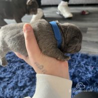 French Bulldog - Both