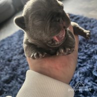 French Bulldog - Both