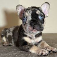 French Bulldog - Both