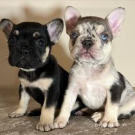 French Bulldog - Both