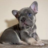 French Bulldog - Both