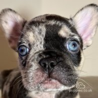 French Bulldog - Both