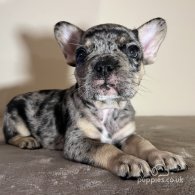 French Bulldog - Both