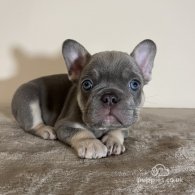 French Bulldog - Both