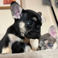 French Bulldog - Both