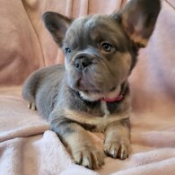 French Bulldog - Bitches