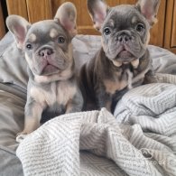 French Bulldog - Both