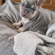 French Bulldog - Both