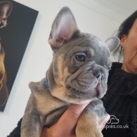 French Bulldog - Both