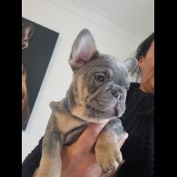 French Bulldog - Both