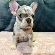 French Bulldog - Both