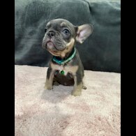 French Bulldog - Both