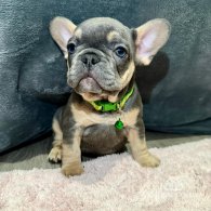 French Bulldog - Both