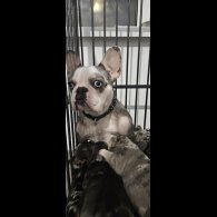 French Bulldog - Both